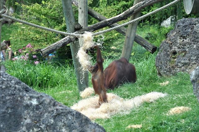min 2013 07 06 beauval 172